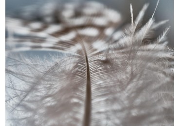 Gęsi, kaczy, a może eko? Podpowiadamy, z jakiego puchu kołdrę wybrać, by służyła Ci latami!